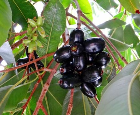 Jamun Fruit