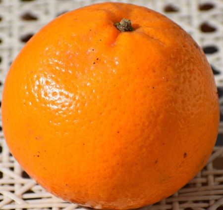 Kinnow Orange ( Indian)