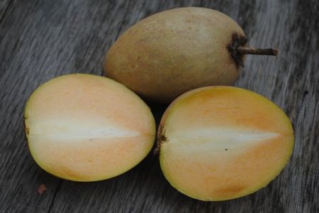 Sapodilla